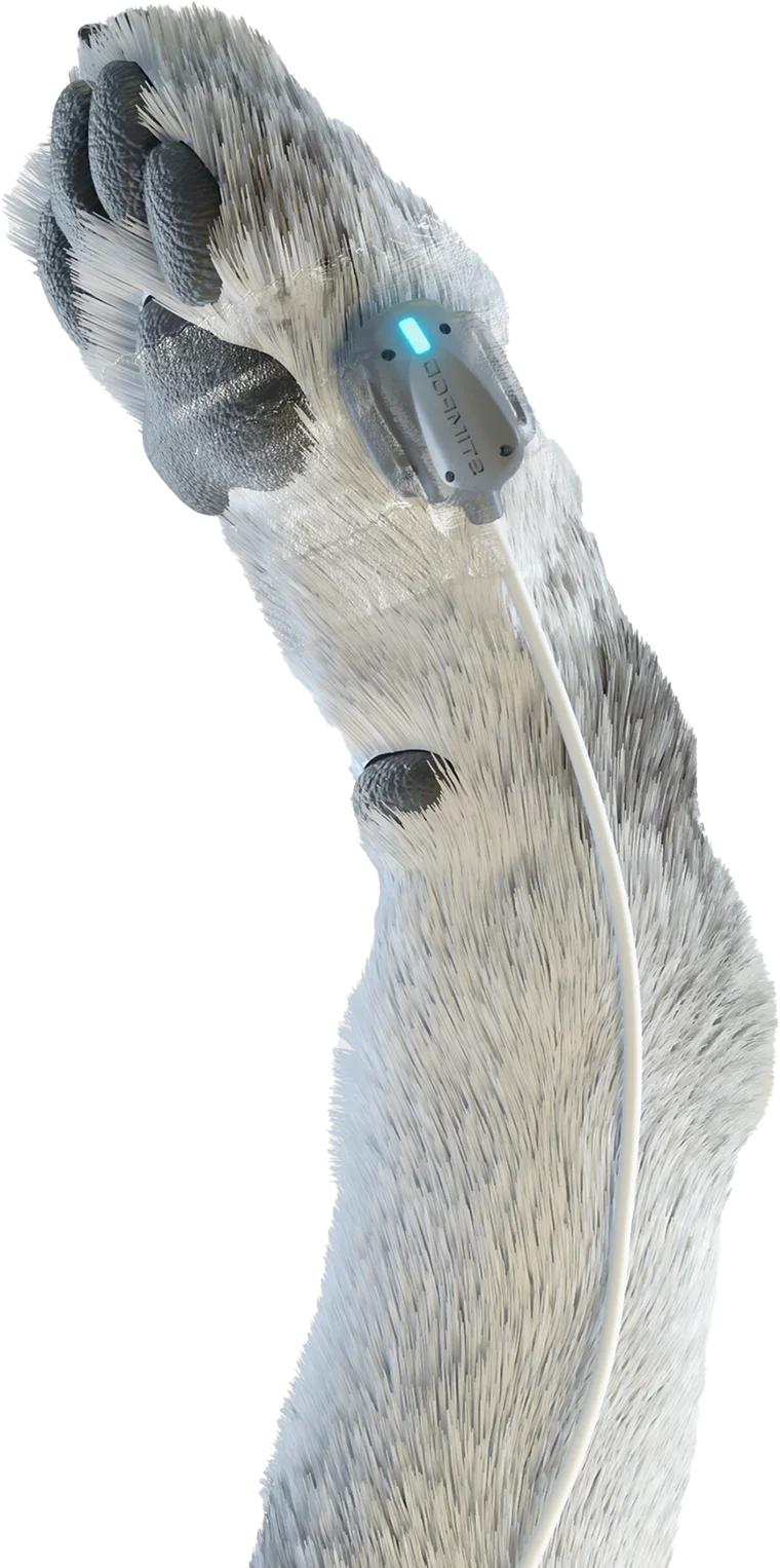 AMG veterinary sensor fitted to a dog's paw